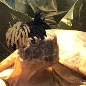 Meet your Posher, Kyleigh